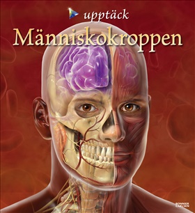 Människokroppen